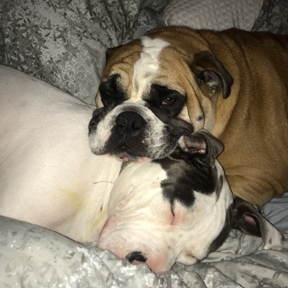 Meet your Posher, Christopher - Picture 1 of 1